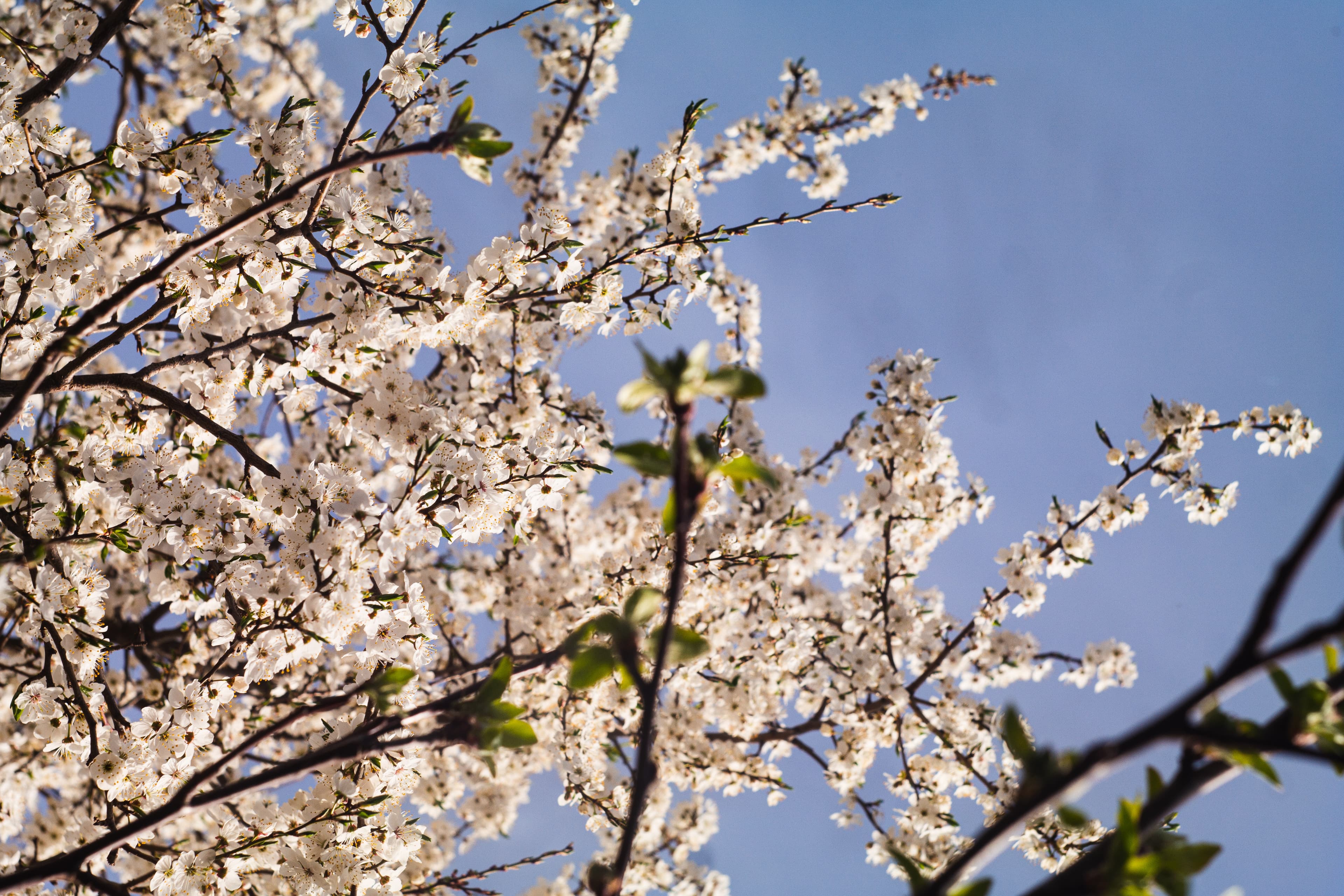 Spring flowers