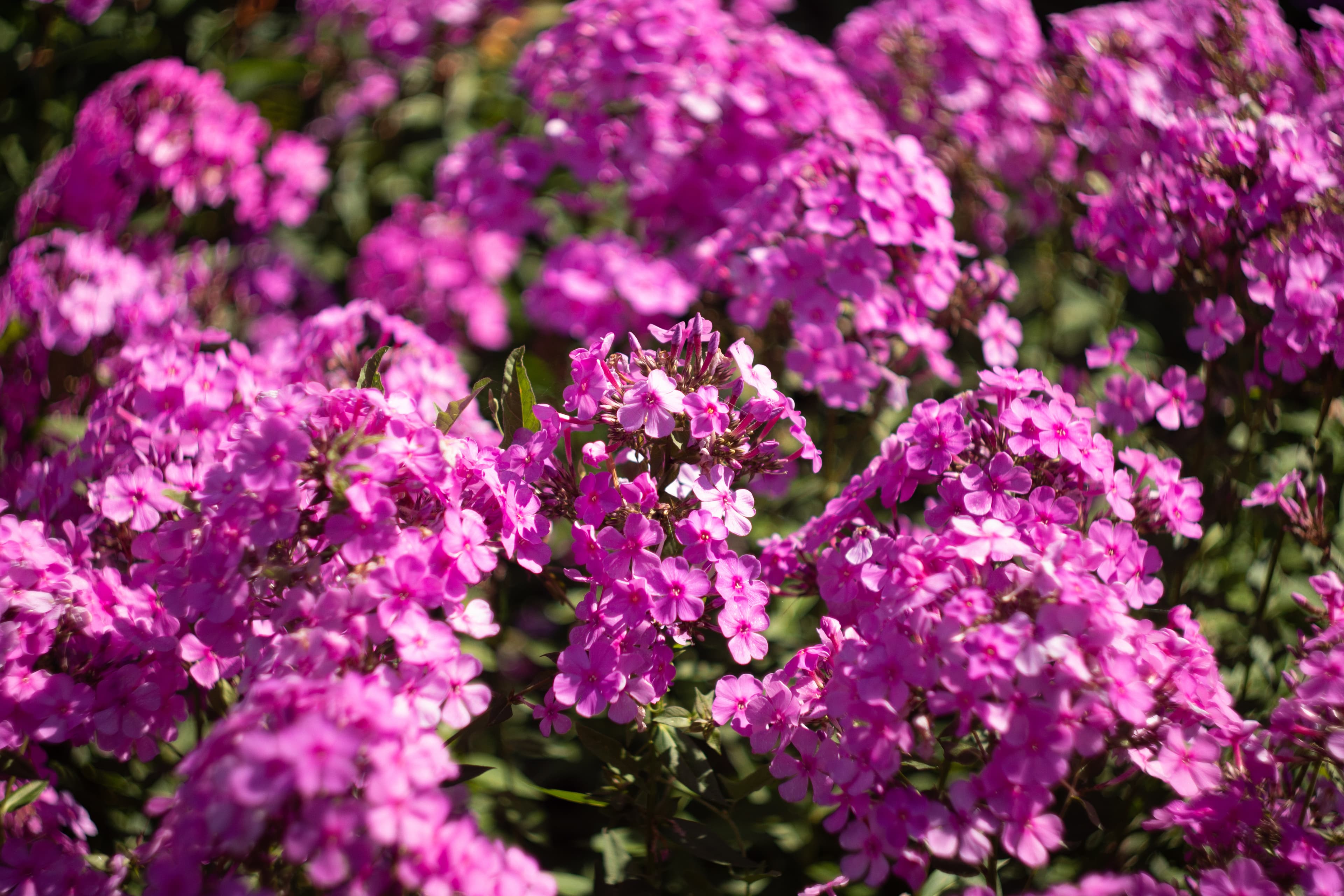 Purple flowers